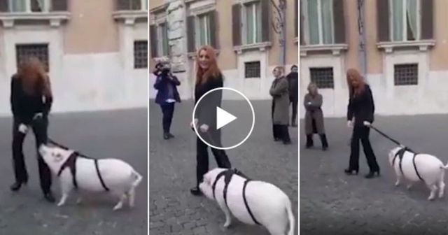Brambilla porta un maiale al guinzaglio a Montecitorio