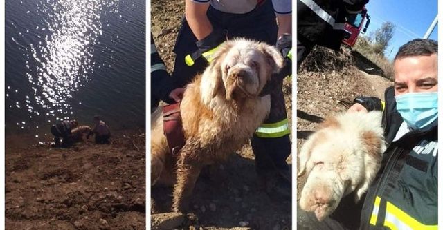 Câine nevăzător, salvat de pompierii din Giurgiu dintr-un lac de agrement