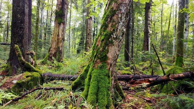 Nu se mai taie lemn din pădurile seculare. Ministrul Mediului anunță că pădurile mai vechi de 140 de ani vor fi protejate