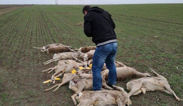 Zeci de căprioare și cerbi, moarte pe câmpurile din Arad din cauza substanțelor toxice