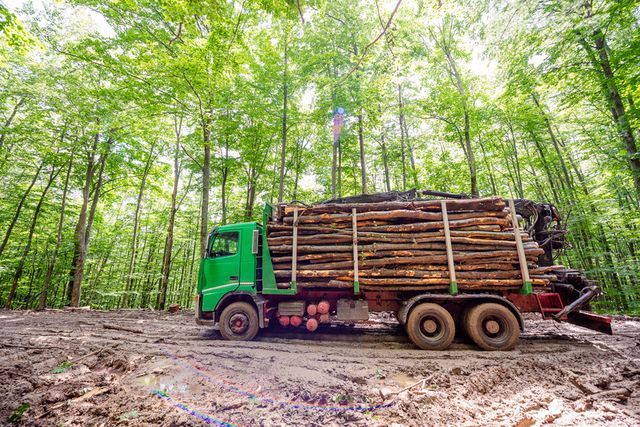 Amenzi de 26,6 milioane euro pentru companii de pe piața comercializării lemnului