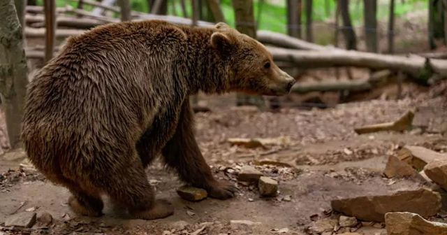Un bărbat, care prezenta răni ce provin de la un urs, a fost găsit decedat în localitatea Bicaz Chei, Neamț