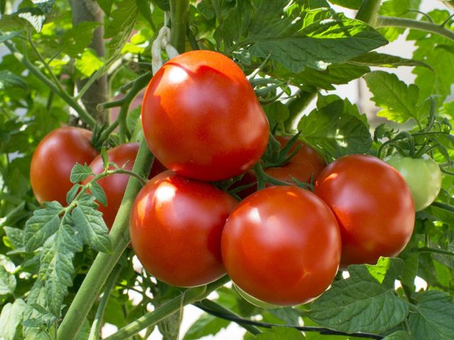 Peste 200 de beneficiari au primit 3 milioane lei în cadrul programului de sprijin pentru tomate