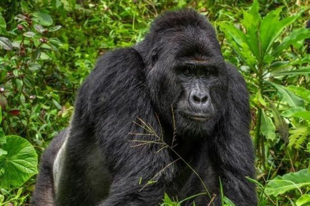 Megölték Uganda egyik legismertebb gorilláját