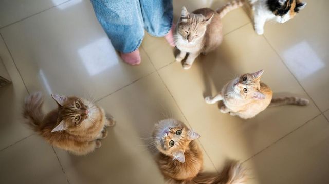 Állatkínzással vádolják azt a nőt, aki 107 macskát és egy kutyát tartott egy kőbányai lakásban