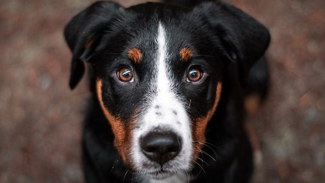 Dogs Can Sniff Out Cancer In Blood With 97% Accuracy
