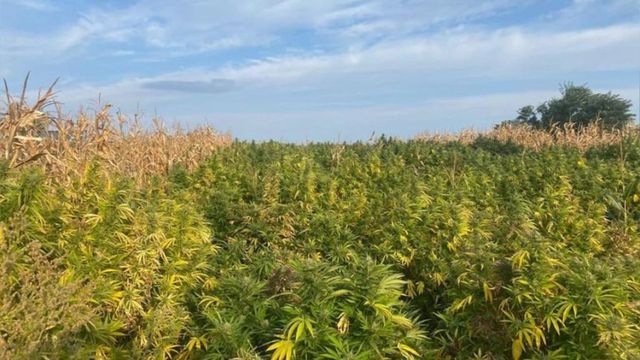 Captură record de canabis în Neamț