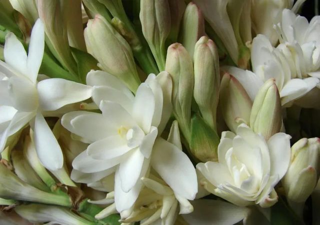 El perfume secreto de las flores mudas