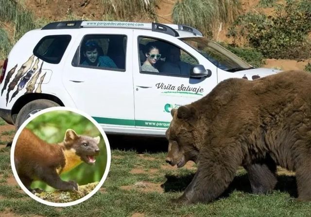 El saboteador de coches del Parque de Cabárceno era una marta