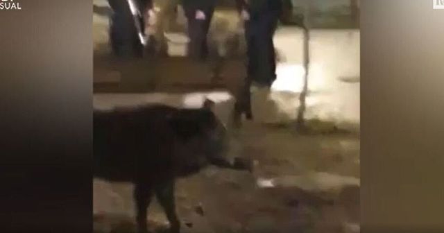 Roma, mamma cinghiale e i suoi cuccioli uccisi in un parco all’Aurelio: la polizia spara agli animali