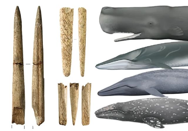 Hallan en el Golfo de Bizkaia las herramientas más antiguas fabricadas con huesos de ballena