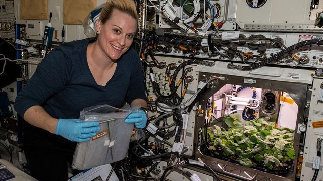 Un astronaut NASA a cultivat prima recoltă de ridichi din Spațiu
