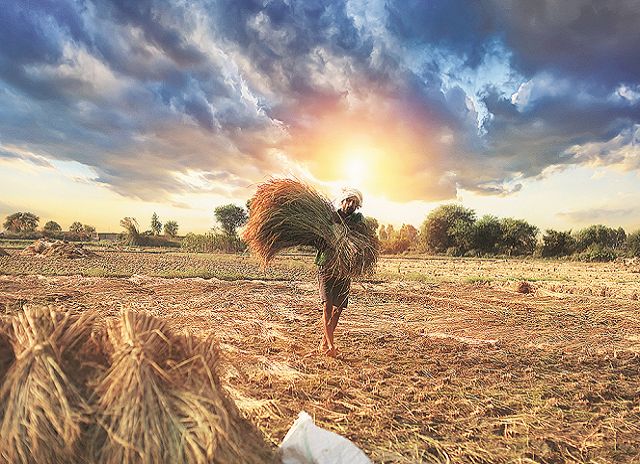 Govt makes crop insurance schemes voluntary