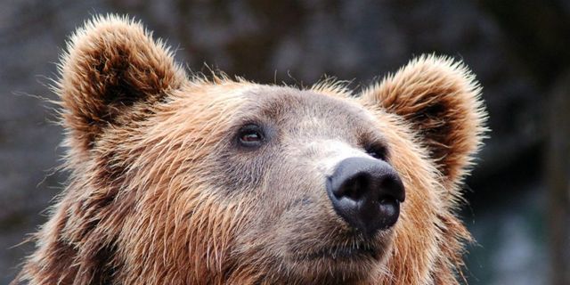 Главу новостного портала в Иране приговорили к смертной казни