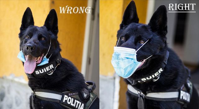Câinele polițist Șuier arată cum se poartă corect masca de protecție