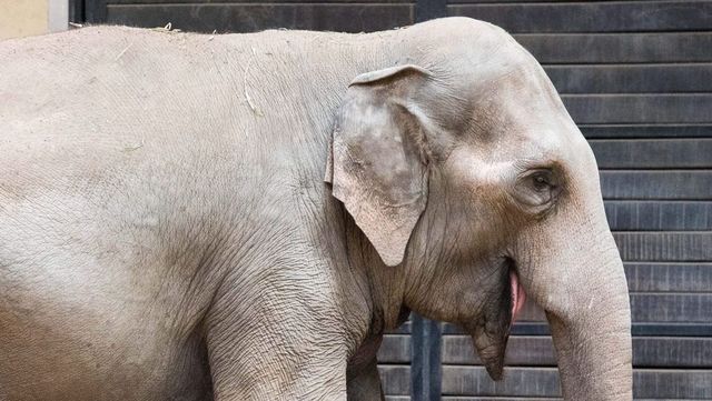 A világ legszomorúbb elefántja, Mali magányosan halt meg