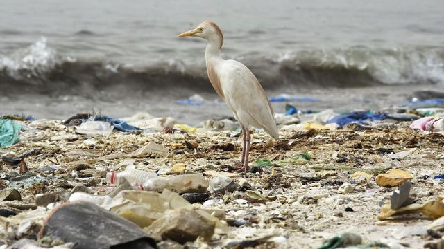 40 kilogramm műanyagzacskót találtak egy bálna gyomrában