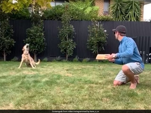 Watch: Kane Williamson Gives Pet Dog Slip Catching Practice
