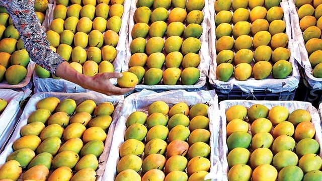 #MangoWars On Twitter Spark Hilarious Debate On Best Mango Varieties