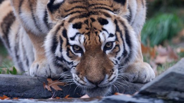 Un tigru de la o grădină zoologică din New York a fost testat pozitiv cu coronavirus