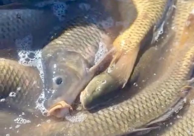 Miles de peces muertos al cerrar la conexión de dos embalses entre Cuenca y Guadalajara