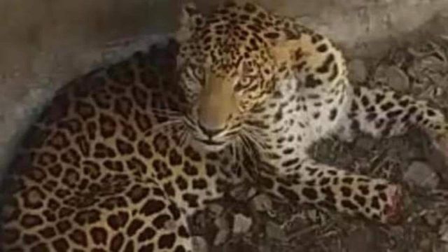 Leopard enters North Delhi village, injures eight, tranquillised