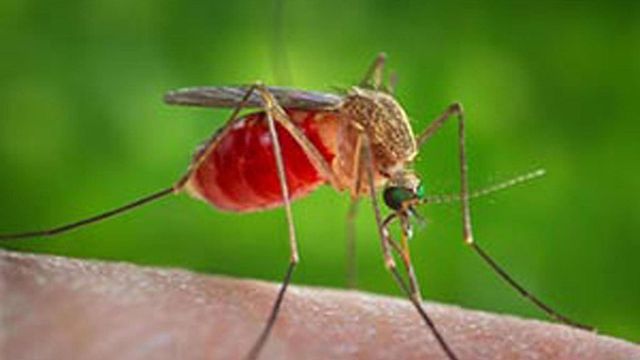 ++ West Nile, muore 80enne di Aprilia, è ottavo nel Lazio ++