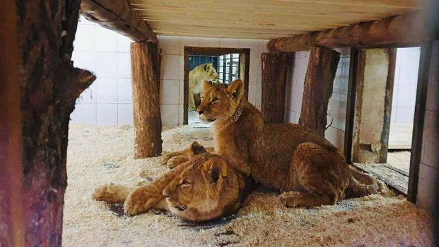 Au fost anunțate numele celor patru pui de leu aduși la Grădina Zoologică, alese în cadrul unui sondaj