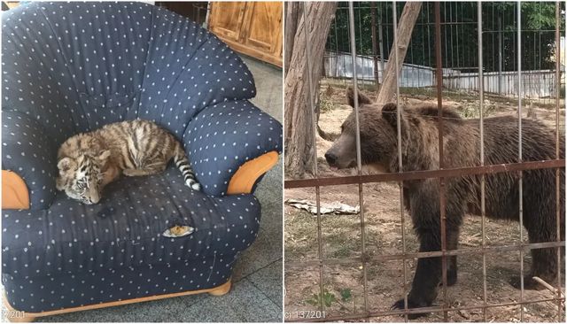 Grădină Zoologică improvizată, descoperită de Garda de Mediu în Dâmbovița