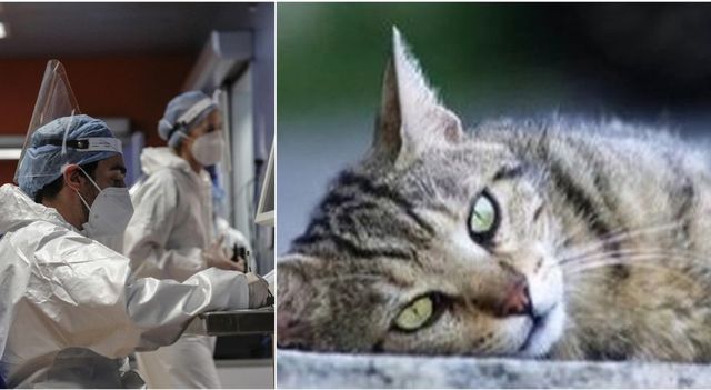Un gatto ha starnutito in faccia alla sua veterinaria e le ha trasmesso il Covid