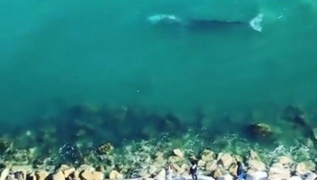 Ponza, avvistata per la prima volta una balena grigia in Italia