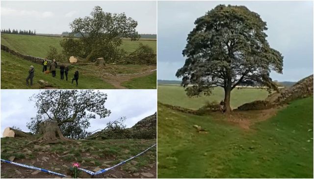 Un copac bătrân de peste 200 de ani, emblematic în Marea Britanie, a fost tăiat de un băiat de 16 ani. Adolescentul, arestat