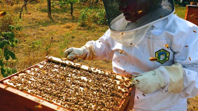 Daea: România este pe primul loc în UE la producția de miere