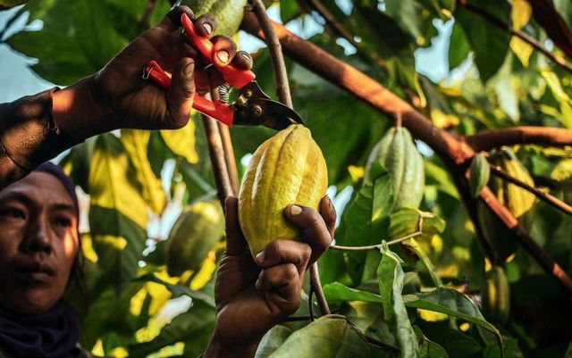 Prețul la cacao atinge un nivel record, din cauza El Niño