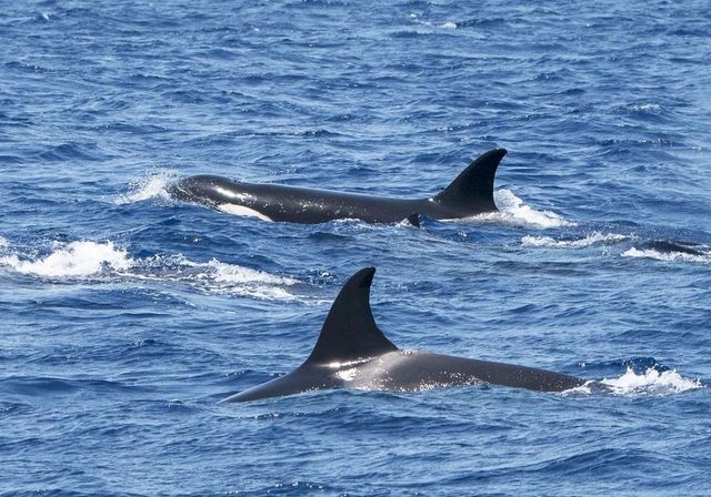 ¿Se han acabado los 'ataques' de orcas a los barcos?