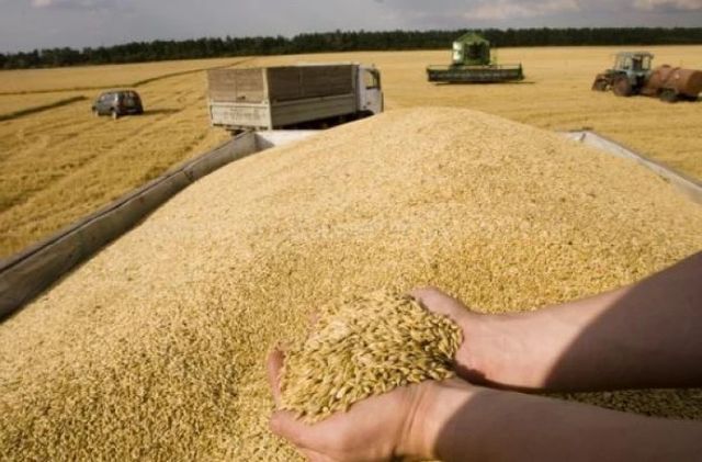 Vladimir Bolea: CSE va decide anularea interdicției de export a grâului