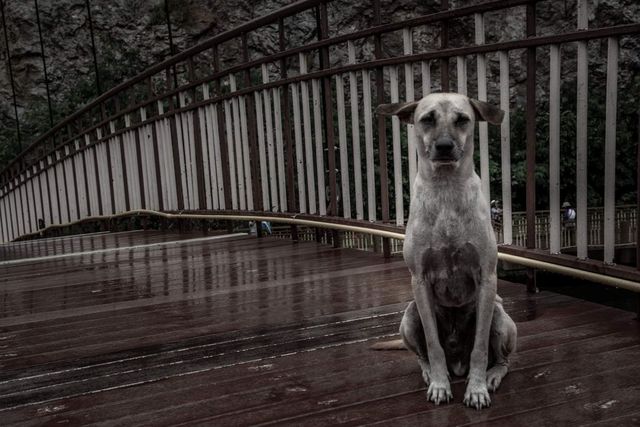 Povestea impresionantă a câinelui care și-a așteptat zile întregi pe un pod stăpânul care s-a sinucis