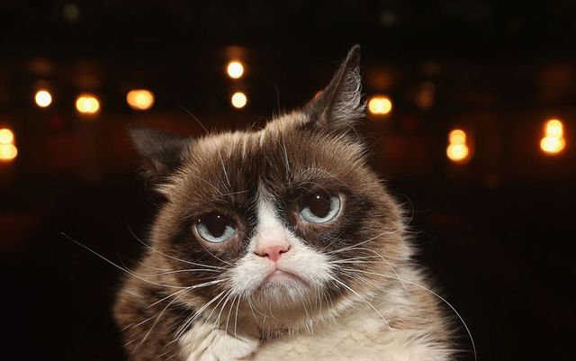 Grumpy Cat, una dintre cele mai celebre pisici din lume, a murit