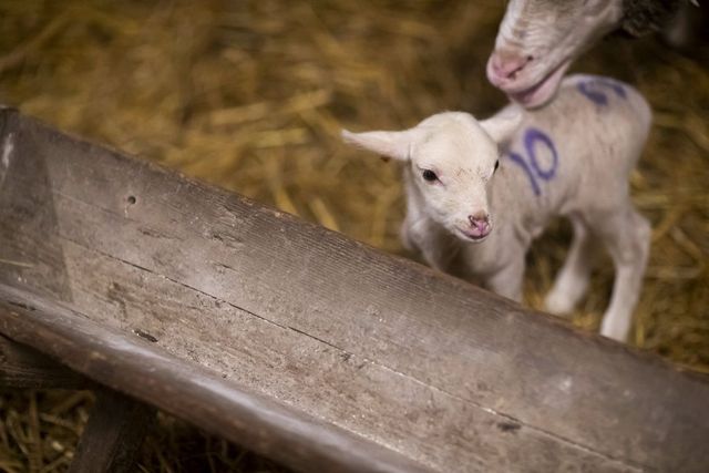 Megszűntek a száj- és körömfájás miatt bevezetett szlovák és osztrák korlátozások