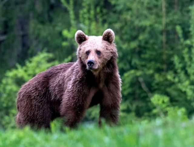Un urs a fost văzut pe o stradă din Breaza, în județul Prahova