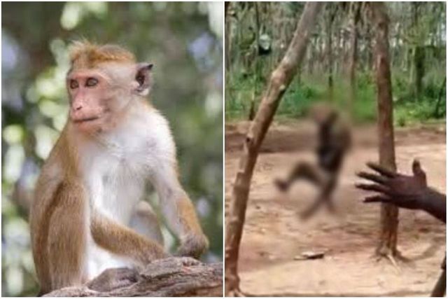 Monkey hanged to death from a tree for entering house in Telangana