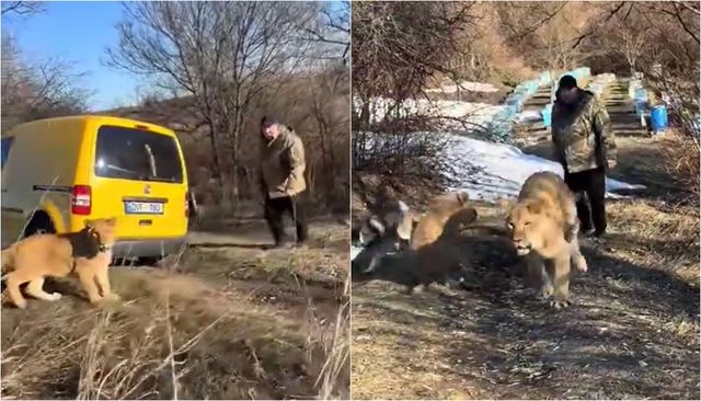 Imagini cu puii de leu, plimbați la Ștefan Vodă: Inspectoratul pentru Protecția Mediului reacționează