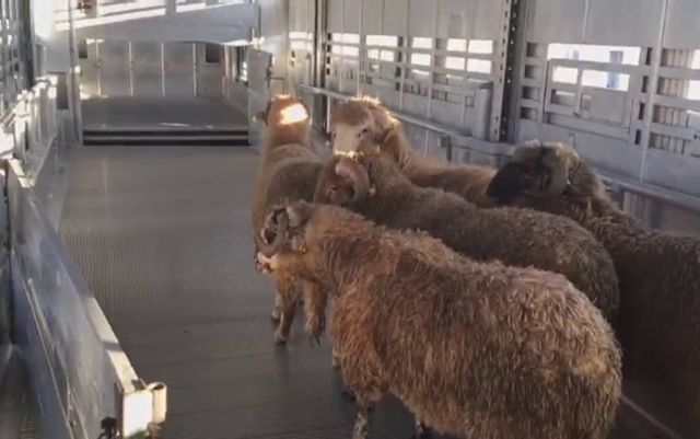 Ce se întâmplă cu oile salvate de pe nava eșuată în Portul Midia