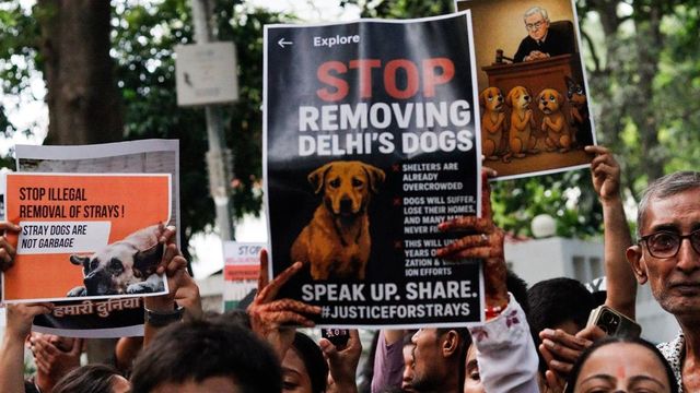 Not Just Delhi-NCR, stray dog crackdown soon possible in these states too
