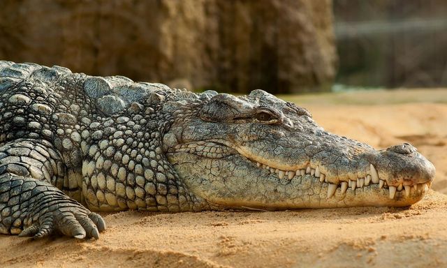 Un crocodil, dăruit de Fidel Castro unui acvariu din Suedia, a rănit un bărbat