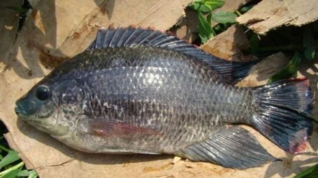 Woman loses all four limbs after eating contaminated fish, deets inside