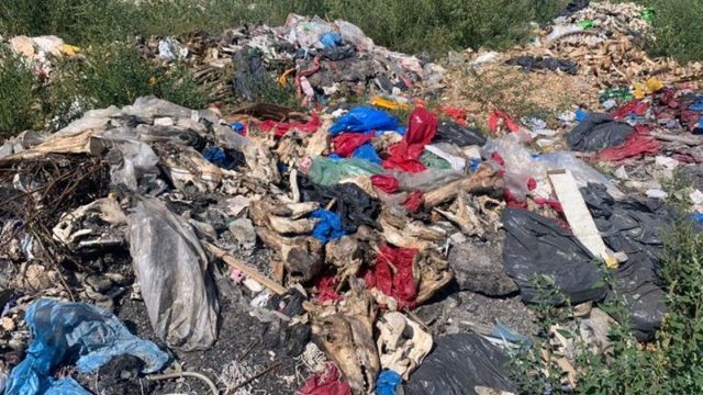 Catastrofă ecologică în satul Bulboaca. Mormane de rămășițe animaliere, aruncate la groapa de gunoi de la marginea satului