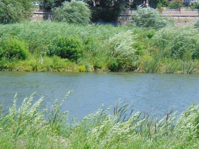 До обяд се чака резултатът от пробите на водата, която отрови 28 крави край Димитровград