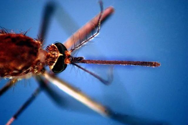 Nel Lazio un decesso per virus West Nile