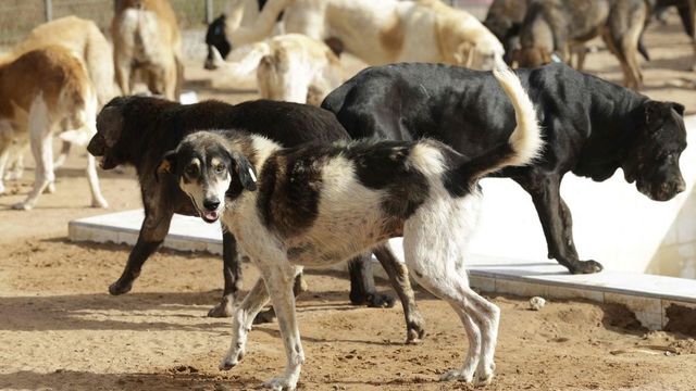 Supreme Court issues BIG order on Delhi-NCR stray dogs: Pick up, sterilise and shelter